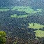 Island Retreats Offering Snorkeling in Coral Gardens