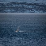 Glacial Cruises Through Icy Blue Wilderness