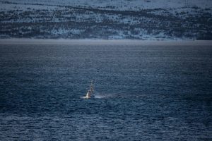 Glacial Cruises Through Icy Blue Wilderness