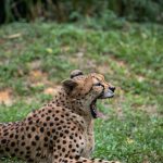 Jungle Boat Tours to Spot Rare Wildlife