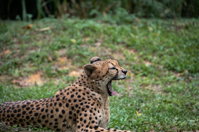 Jungle Boat Tours to Spot Rare Wildlife