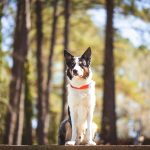 Smart Water Meters With Automated Leak Detection Alerts