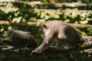 Jungle Resorts Providing Nighttime Wildlife Safaris