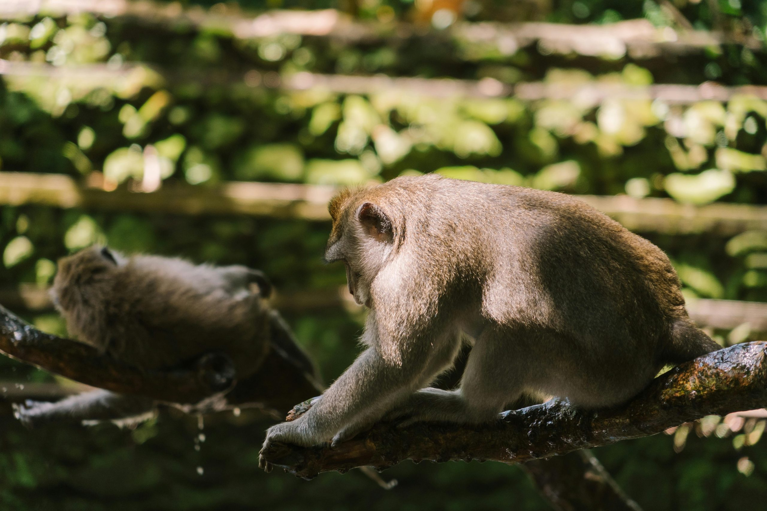 Jungle Resorts Providing Nighttime Wildlife Safaris