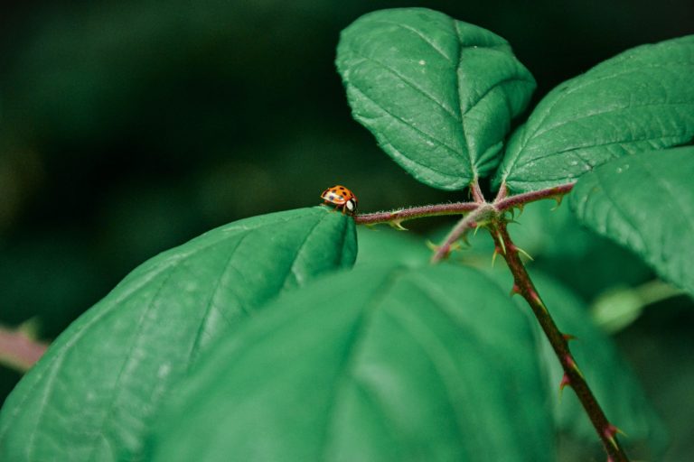 Self-Healing Applications That Fix Bugs Automatically